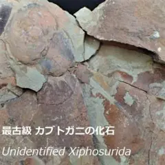 ガブトガニの化石 大型で超稀少 モロッコ産 本物保証