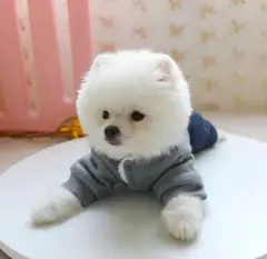 犬の服 冬服 ベアーフワフワ ロンパース
