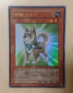 【激レア！？】遊戯王　エラーカード　柴戦士タロ　ふりがなズレ 激レア！？】遊戯王 エラーカード 柴戦士タロ ふりがなズレ