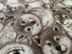 柴犬がいっぱい♡ブラウン系♡生地幅×53cmぐらい