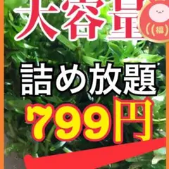 天然 アナカリス ネコポスいっぱい詰め放題♪