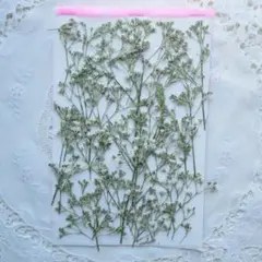 押し花　かすみ草