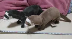 フェレット ぬいぐるみ