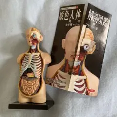 【新品・限定フルコンプ】原色人体解剖図鑑 16個入 2025年最新】原色人体解剖図鑑の人気アイテム - メルカリ