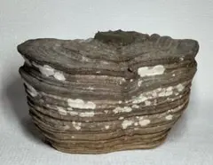 完品 さるのこしかけ ミルフィーユor地層模様 スツール 天然オブジェ 置物