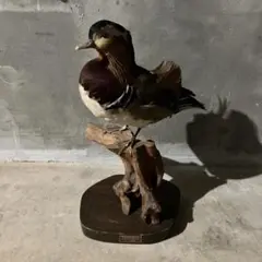 シノリガモの剥製　鴨　鳩 960px-Harlequin_Duck_(