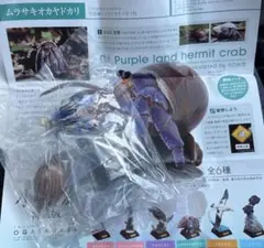 小笠原　特装版ムラサキオカヤドカリ