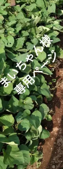 サツマイモのツル
