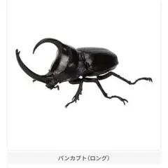 パンカブト(ロング)　いきもの大図鑑　かぶとむし09　ガチャ　ガシャポン