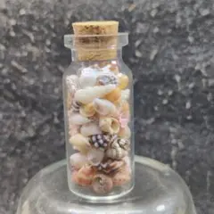 貝殻No720