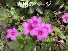 ヤキリンゴパン@プロフ見てね(^ー^)様の専用のページ
