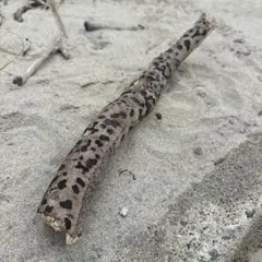 Item thumbnail for item 79cbc96d-650c-451c-a084-0a1bbbd36be9