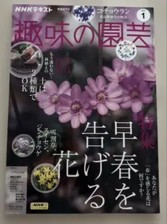 趣味の園芸 2024年 1月号コチョウラン