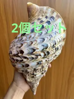 法螺貝2個セット 30cm 30.5cm