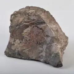 Item thumbnail for item ac18c99c-4c90-4757-a246-5690cb4ddd31