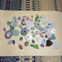 【503】シーグラス　貝殻　マツバガイ　サザエ　タカラガイ　ウノアシ　巻貝　ウニ