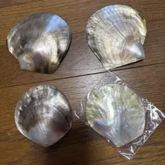 黒蝶貝、白蝶貝