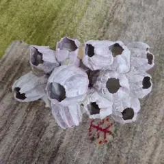 アカフジツボ