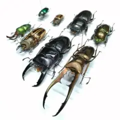 【昆虫標本】クワガタ標本各種バリエーションセット