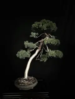 【大品 文人 五葉松盆栽】　　　⭕破格の一品❗真柏… 中品 五葉松盆栽】真柏 ⭕ご奉仕品、葉性良好❗ - メルカリ