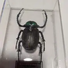 2025年最新】テナガコガネ 標本の人気アイテム - メルカリ