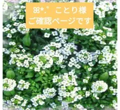 押し花素材