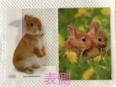 うさぎ　クリアファイル　2種類セット ②