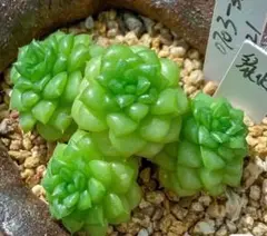 エケベリア レア高級苗 緑水鬼 抜き苗 10苗 2CM