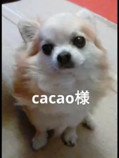 cacao様☆ネックレス