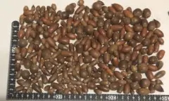 どんぐり いろいろ 約100個　木の実　煮沸処理済み　工作　手芸　リース　1