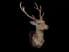 ニホンジカ雄　成獣約80kgの個体　トロフィー ニホンジカ雄 成獣約80kgの個体 トロフィー