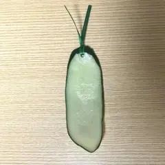 食品サンプル　きゅうり　しおり