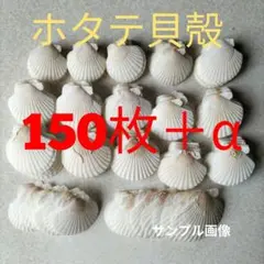 8【ホタテ☆貝殻】貝☆殻☆海☆浜☆沖☆マリン☆ビーチ☆加工☆工作☆薬味皿☆皿