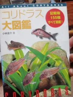 コリドラス大図鑑