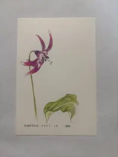 日本の植物絵画セット