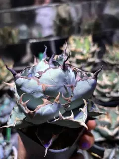 アガベ チタノタ スーパー魔丸 活着済み！【陽炎・強バンド幅・ボール型】 Agave ”super titanota” M size | Cactus Green