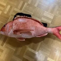 リアル鯛 BAG 鯛 魚 バック ショルダー