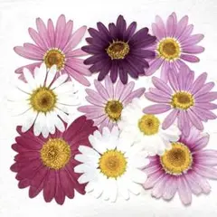 押し花　 NO.915 マーガレット 他