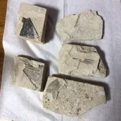 かせき