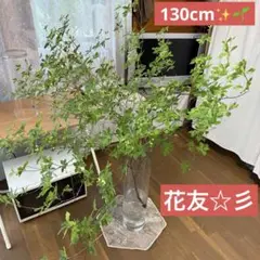 生花❣️ミヤマドウダン　180cm規格‼️❸ 2025年最新】ミヤマドウダンの人気アイテム - メルカリ