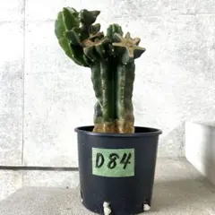 【鉢植え・送料込】柱サボテン ヌーダム (トゲ無し) ブランチ 沖縄育ち 観葉植物 現品 【動画あり】 トゲなし 柱サボテン 鬼面角