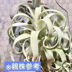 2025年最新】ロゼイフローラの人気アイテム - メルカリ