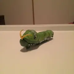 イモムシデザイン カプセルトイ