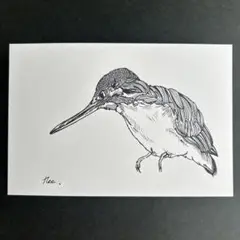 ボールペン画　カワセミ