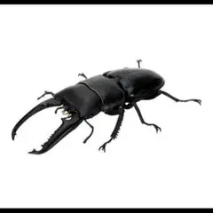 パラワンオオヒラタクワガタ　いきもの大図鑑くわがた08　昆虫フィギュア　ガチャ