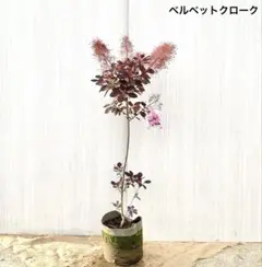翠さん専用スモークツリー　ベルベットクローク　/394 翠さん専用スモークツリー ベルベットクローク /394 - メルカリ