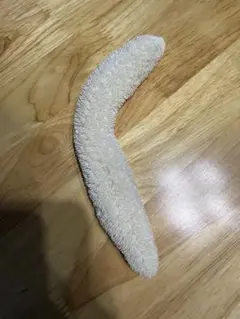 サンゴ (18cm) クサビライシ