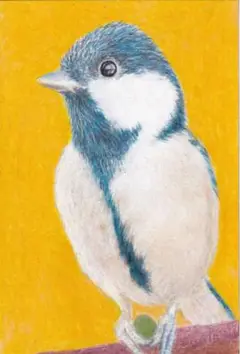 シジュウカラさん〔ハガキサイズ〕色鉛筆画