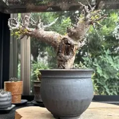 山中勇人 作家鉢 spicygem アーティストライン 新品未使用 作家鉢 陶器 山中勇人 作家鉢 spicygem アーティストライン 新品未使用 作家