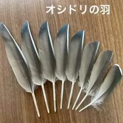 鳥の羽根　オシドリの羽